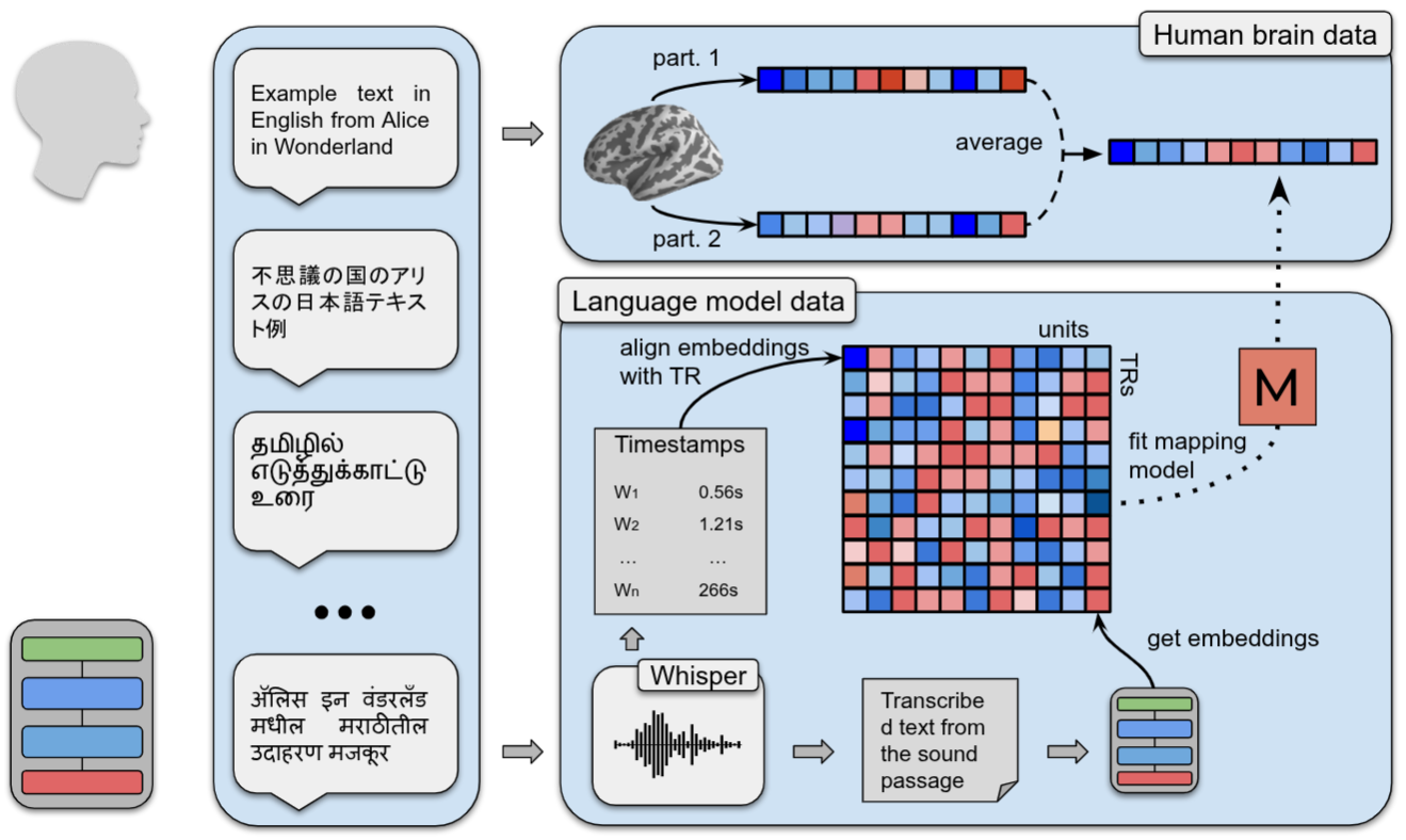 Brain responses to language across languages